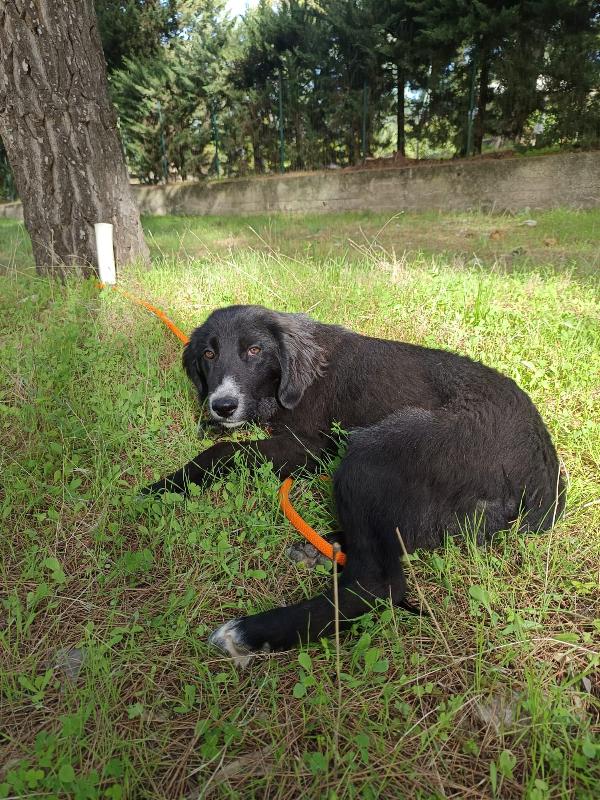 Cucciola da sogno taglia media Foto 4